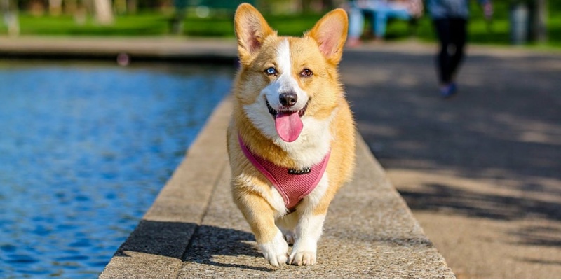 Mơ thấy chó đuổi gửi gắm thông điệp gì