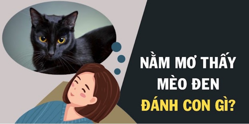 Mơ Thấy Mèo Đánh Con Gì - Khám Phá Ẩn Ý Phía Sau Giấc Mộng