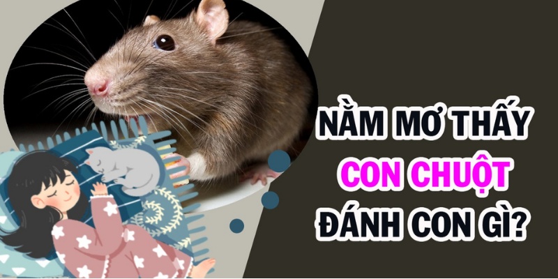 Tìm hiểu ý nghĩa phía sau giấc mơ thấy chuột